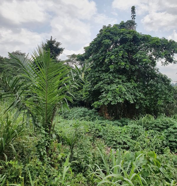 Obosomase (Aburi) (2)